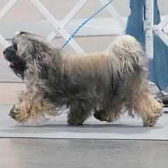 Starka - Russian Tsvetnaya Bolonka