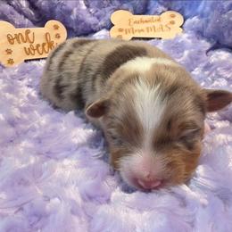 Jack - Red merle male Miniature American Shepherd puppy in Albuquerque, New Mexico from Enchanted Mesa Miniature American Shepherds