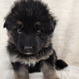 Lt. Blue Collar - Black and tan German Shepherd puppy in Deer Park, Alabama from Von Richardson Elite German Shepherds