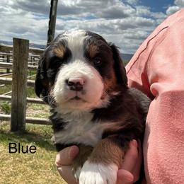 Reserve male puppy - Black rust and white male Bernese Mountain Dog puppy in Oakley, Idaho from Purple Sage Puppies Bernese Mountain Dogs