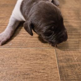 Mr Big 5 - Liver roan male German Shorthaired Pointer puppy in Troy, North Carolina from Uwharrie GSP