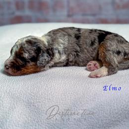 Elmo - Blue merle male Aussiedoodle puppy in Kennesaw, Georgia from Distinctive Doodle