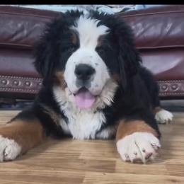Bernese Mountain Dog Puppies from Home Sweet Bernese