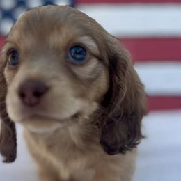 Dachshunds from K&B Doxies