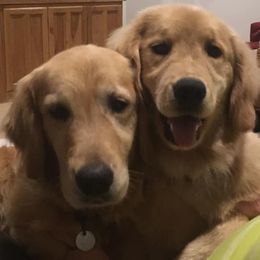 Golden Retriever All Grown Up from Stonewood Goldens