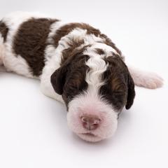Bernedoodle, Saint Berdoodle, and Sheepadoodle Puppies from Yankee Doodle Puppies