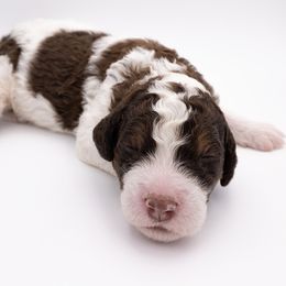 Bernedoodle, Saint Berdoodle, and Sheepadoodle Puppies from Yankee Doodle Puppies
