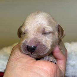Gus - Apricot male Goldendoodle puppy in Woodburn, Indiana from Lengachers Cuddly Doods