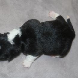Porsche - Black and tan female Pembroke Welsh Corgi puppy in West, Texas from Rustic Spur Kennel
