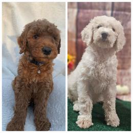 Poodle Puppies from Acorn Trail Poodles