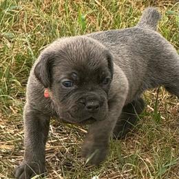 Crash x benelli - Gray female Cane Corso puppy in Williamstown, Kentucky from Ridge Top Cane Corso