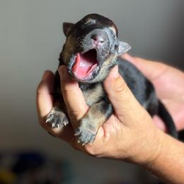 Butterfinger - Black and tan male German Shepherd puppy in Barnhart, Missouri from Combat Creek German Shepherds