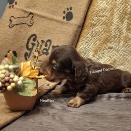 Neuffen - 2,350 - Chocolate and tan male Dachshund puppy in Valdosta, Georgia from Flangel Dachshunds