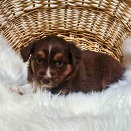 Oolong - Red tri-color female Australian Shepherd puppy in California from Skiba Aussies