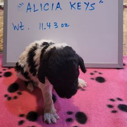 Poodle Puppies from P.I. STANDARD POODLES