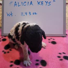 Poodle Puppies from P.I. STANDARD POODLES