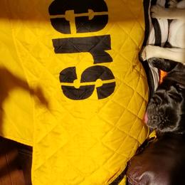 Pug Puppies from House of Briggs Pugs