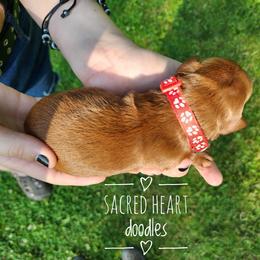 Goldendoodle Puppies from Sacred Heart Doodles