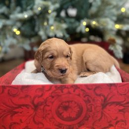 Frost - Dark golden male Golden Retriever puppy in Provo, Utah from Rocky Mountain Field Goldens