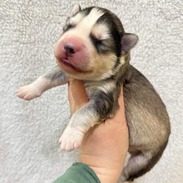 Inu - Gray and white male Siberian Husky puppy in Lunenburg, Vermont from SNOW WOOLY HUSKY