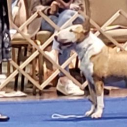 Bull Terriers and Staffordshire Bull Terriers from Courstaff Staffords