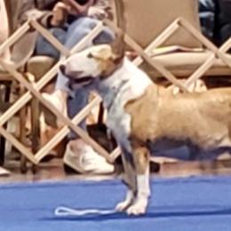 Bull Terriers and Staffordshire Bull Terriers from Courstaff Staffords