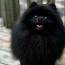 Finn - Pomeranian