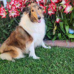 Iris - Collie