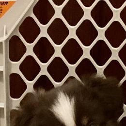 Miniature Australian Shepherd Puppies from Water's Edge Aussies