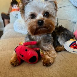 Yorkshire Terrier puppies from Southern Belle Yorkies