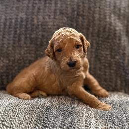 Penny - Apricot female Goldendoodle puppy in Fayetteville, Arkansas from Mountain Grove Doodles