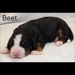 Beet - Tri-color male Bernedoodle puppy in Roseburg, Oregon from Lookingglass Doodles