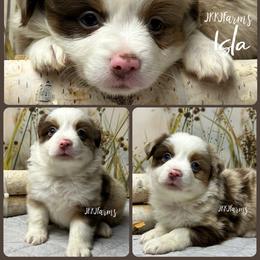 (7) Cupid, RMF - Red merle female Miniature American Shepherd puppy in Huntington, Texas from JKKJ Farms