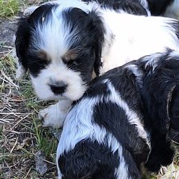 Cocker Spaniels from Mekas Cocker Spaniel