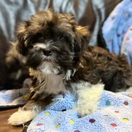 Buster - Black and white male Havanese puppy in Lancaster, South Carolina from 3 Bs Havanese-PUPPIES with  PURPOSE