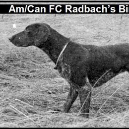 German Shorthaired Pointer All Grown Up from RADBACH KENNELS