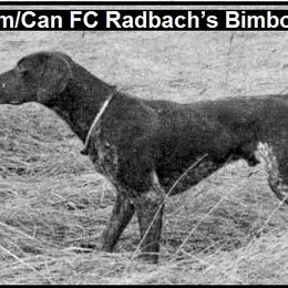 German Shorthaired Pointer All Grown Up from RADBACH KENNELS