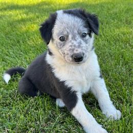 Cairo - Black and white male Border Collie puppy in Centerville, Washington from Forthright Farms