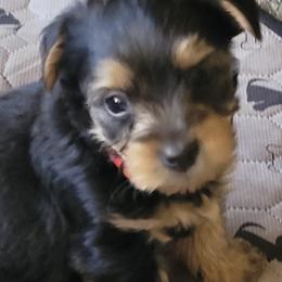 Yorkshire Terriers from Mina's Yorkies