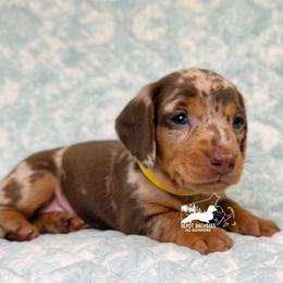 Pebbles AKC - Chocolate and tan female Dachshund puppy in South Easton, Massachusetts from Depot Dachsies