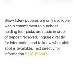 Boy 1 - Black white and tan male Cocker Spaniel puppy in Texas from Sisu Cockers