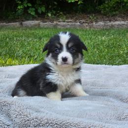 Tri Female - Black and tan female Pembroke Welsh Corgi puppy in Tenino, Washington from LoneStar Corgis NW