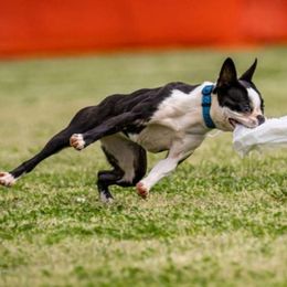 Tulsa - Boston Terrier