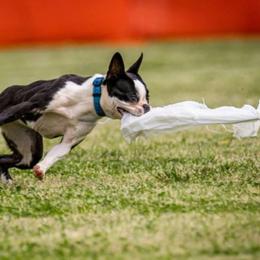 Tulsa - Boston Terrier