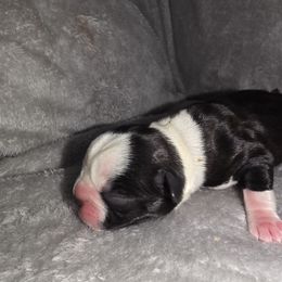 White mask - Black brindle and white female Boston Terrier puppy in Harrodsburg, Kentucky from Joey's Boston Terriers