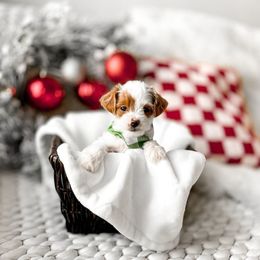 Nico - Parti male Goldendoodle puppy in Springville, Utah from Happy Doodle