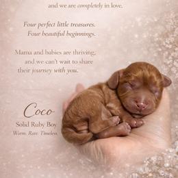 Coco - Ruby male Cavalier King Charles Spaniel puppy in Spokane, Washington from Treasured Cavaliers of the Pacific Northwest