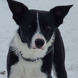 Border Collies from Rebecca's Collies