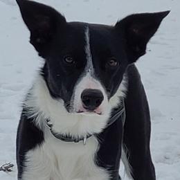 Border Collies from Rebecca's Collies