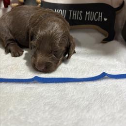 Blue collar - Chocolate male Dachshund puppy in Pleasant Plains, Arkansas from JGBs Dachshunds